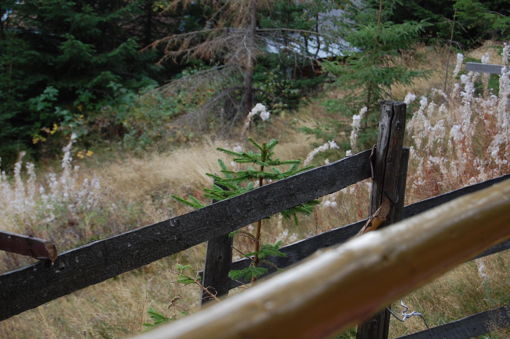 My new passion...2 - dsc028811.JPG